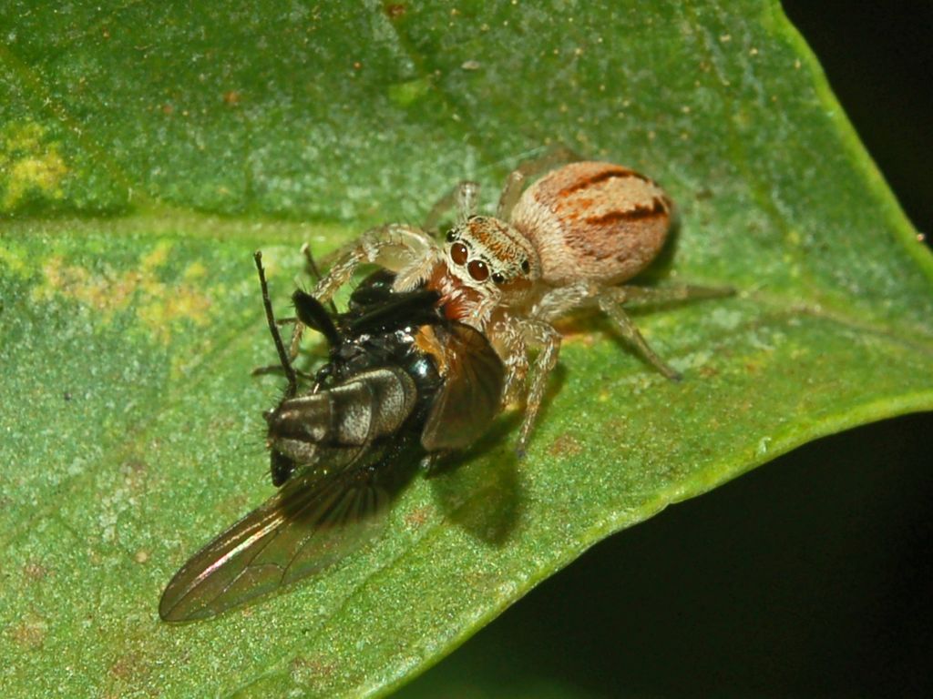 Icius sp.